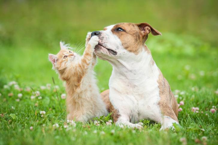 Un American Staffordshire Terrier qui joue avec un chat dans l'herbe