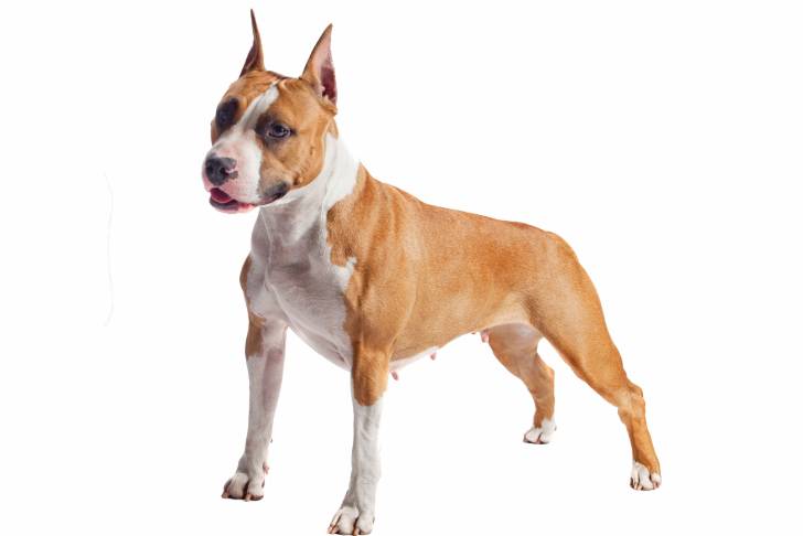 Un Amstaff fauve pan blanc en position statique sur fond blanc