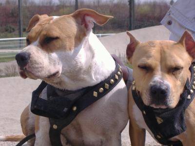 Nouxe a droite son pere fazeur a gauche - American Staffordshire Terrier Mâle (1 an)