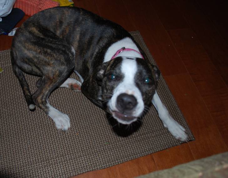 Taylor - American Staffordshire Terrier Femelle (2 ans)