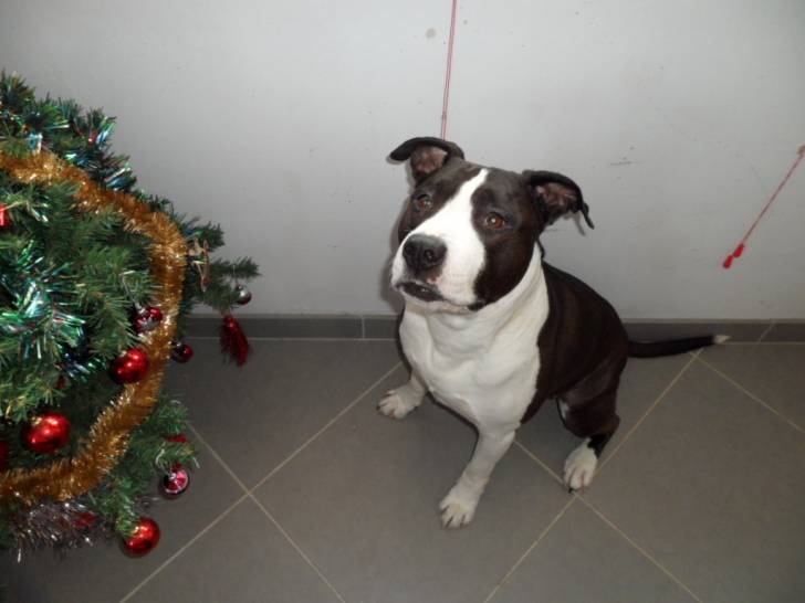 Rash - American Staffordshire Terrier Mâle (12 ans)