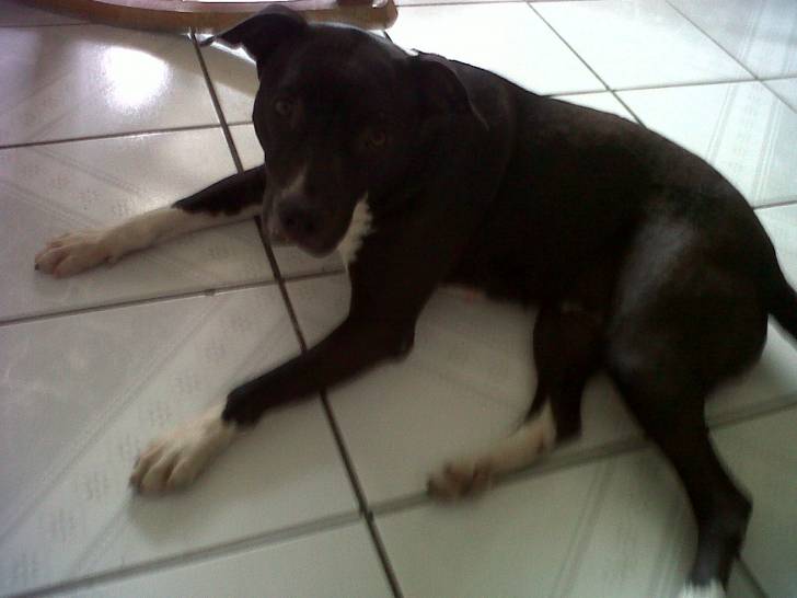 leia - American Staffordshire Terrier Femelle (1 an)