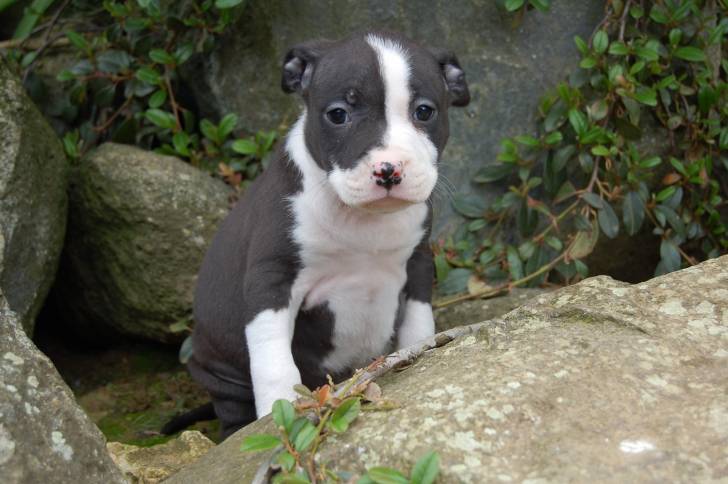 Un chiot American Staffordshire Terrier bleu