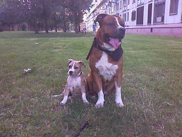 Sky - American Staffordshire Terrier Mâle (5 ans)