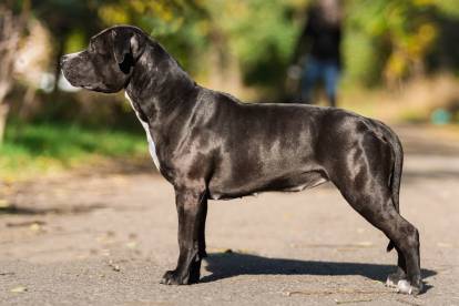 Une Femelle American Staffordshire Terrier de profil