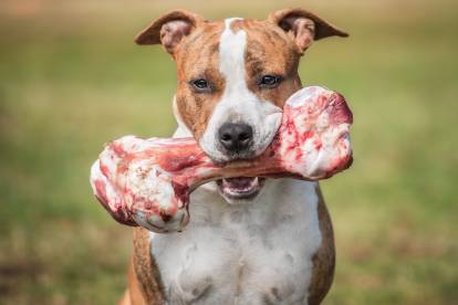Citations sur l'alimentation du chien