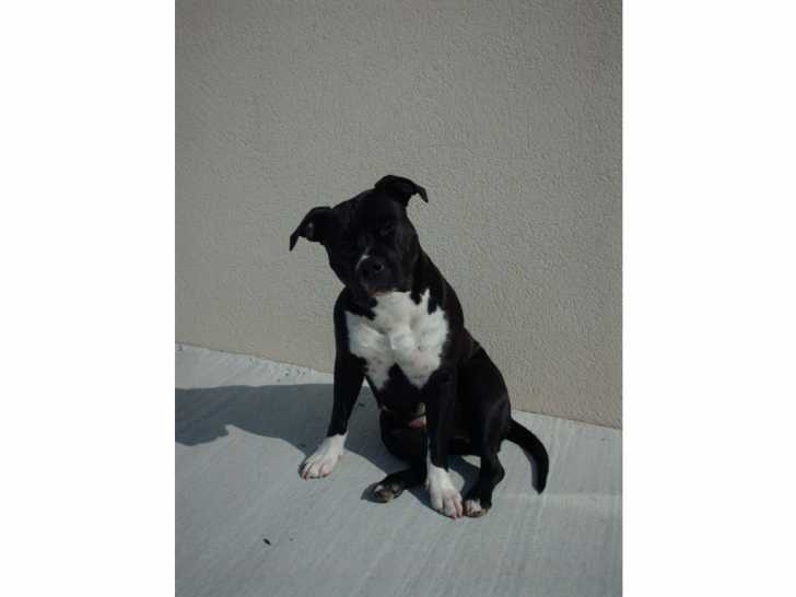 Chaïly - American Staffordshire Terrier Femelle (6 ans)