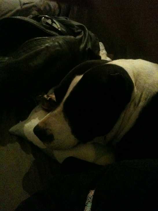 VULCANE - American Staffordshire Terrier Femelle (6 ans)