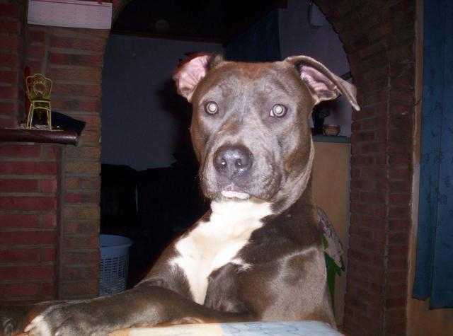 amstaff gandja (American Staffordshire Terrier) - American Staffordshire Terrier