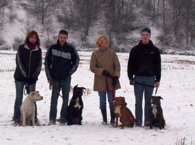 amstaff baida nitro xena et gandja - American Staffordshire Terrier