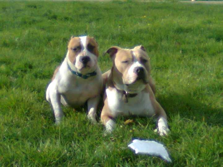 Tempo et Caramelle - American Staffordshire Terrier
