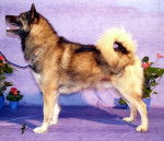 chien du Groenland - Raska - Chien du Groenland