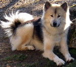 chien du groenland whaza - Chien du Groenland