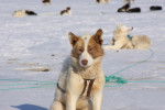 Photo Chien du Groenland