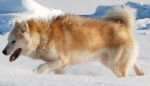 Photo Chien du Groenland