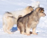 Photo Chien du Groenland