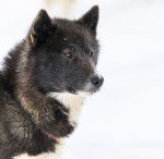 Photo Chien du Groenland