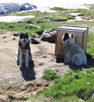 Photo Chien du Groenland