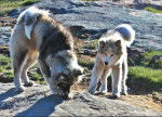 Photo Chien du Groenland