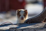 Photo Chien du Groenland