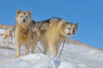 Photo Chien du Groenland