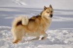 Un Chien du Groenland beige marche dans la neige