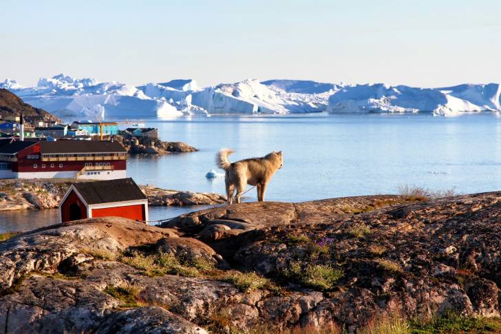 Photo Chien du Groenland