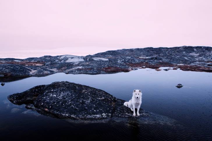 Photo Chien du Groenland