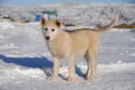 Photo Chien du Groenland