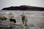 Photo Chien du Groenland