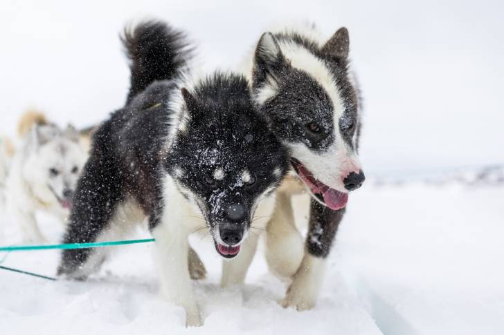 Photo Chien du Groenland