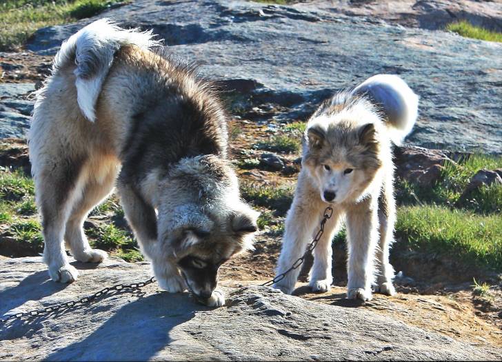 Photo Chien du Groenland