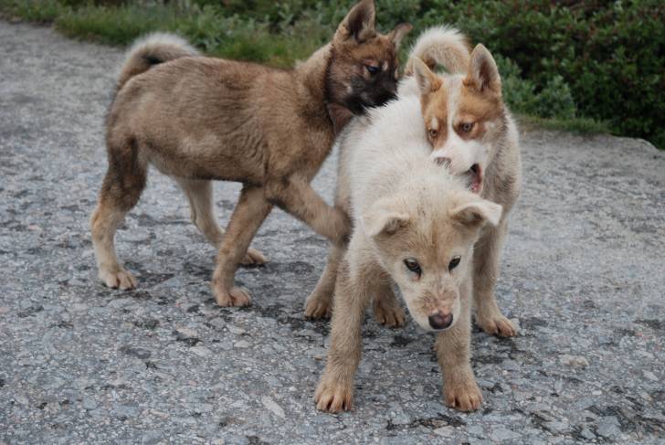 Photo Chien du Groenland