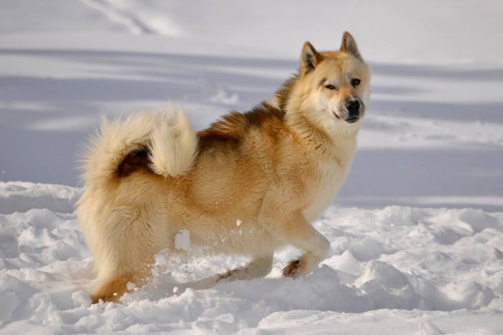Un Chien du Groenland beige marche dans la neige