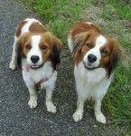 Aurinko & Sirius - Kooikerhondje