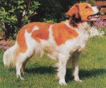 Kooikerhondje - Kooikerhondje