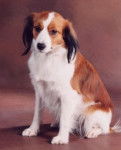 Kooikerhondje - Kooikerhondje