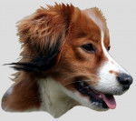 Kooikerhondje - Kooikerhondje