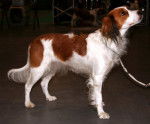 Photo Kooikerhondje