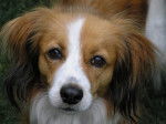Photo Kooikerhondje