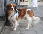 Photo Kooikerhondje
