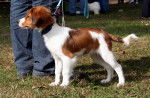 Photo Kooikerhondje