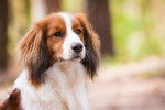 Photo Kooikerhondje