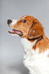 Photo Kooikerhondje