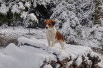 Photo Kooikerhondje