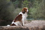 Photo Kooikerhondje