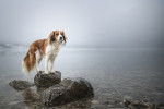 Photo Kooikerhondje
