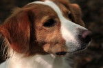 Photo Kooikerhondje