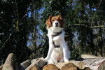 Un Kooikerhondje assis sur des bouts de bois et portant un harnais 