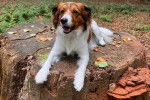 Un Kooikerhondje allongé sur un tronc d'arbre 